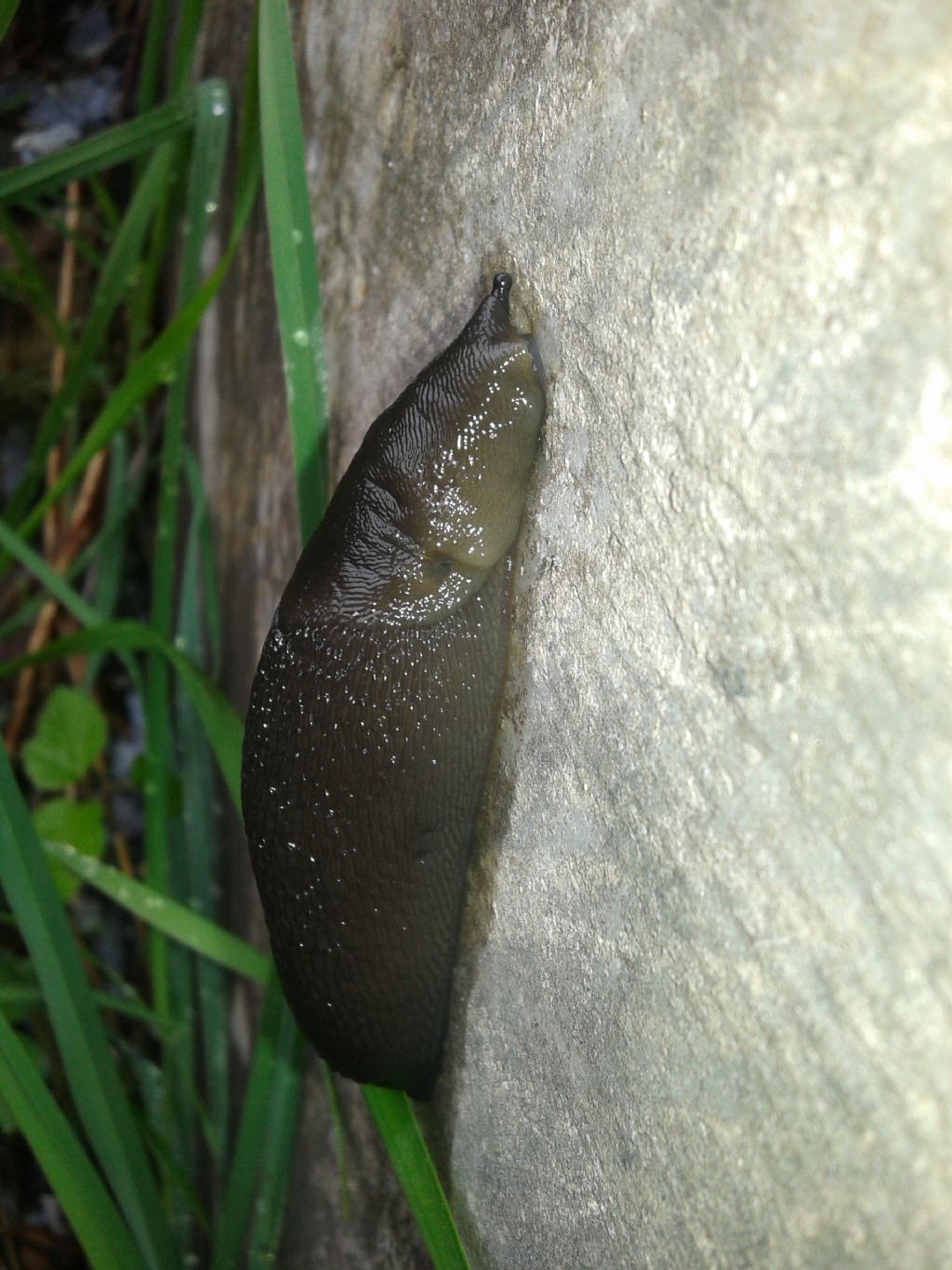 Limax nero Alpi Apuane